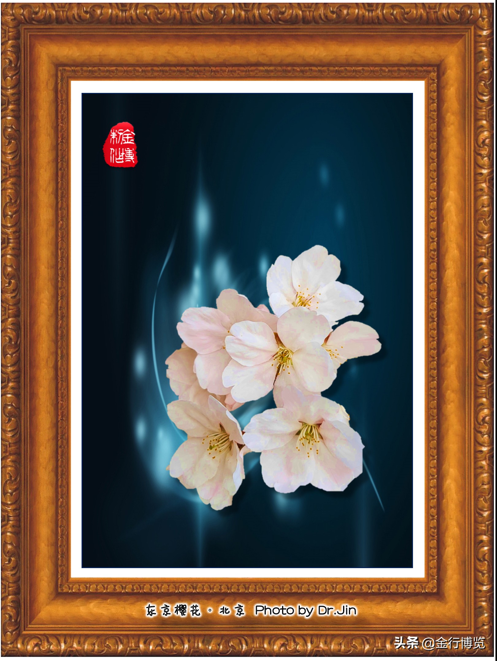 金行博览：樱花树下送君时，一寸春心逐折枝-樱花