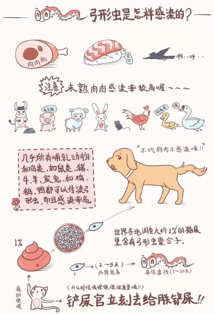 备孕期间养猫的危害,备孕期间养猫对胎儿有影响吗