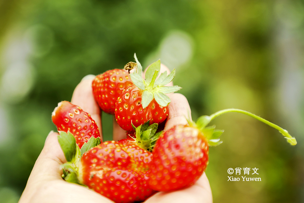 袁隆平五彩田园,广西五彩田园现代农业园区
