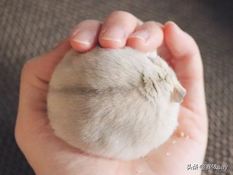 日本推主养了只小仓鼠，又团又圆的样子简直萌炸了！可爱到治愈！