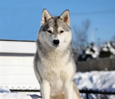 世界公认狗排名,世界名狗排名