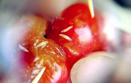 樱桃果蝇怎么防治最有效,氯虫苯甲酰胺防治大樱桃果蝇吗