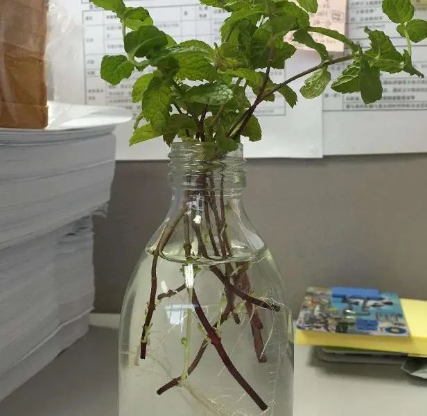 薄荷剪掉插土里放阳光下吗,夏天用不用给薄荷剪枝