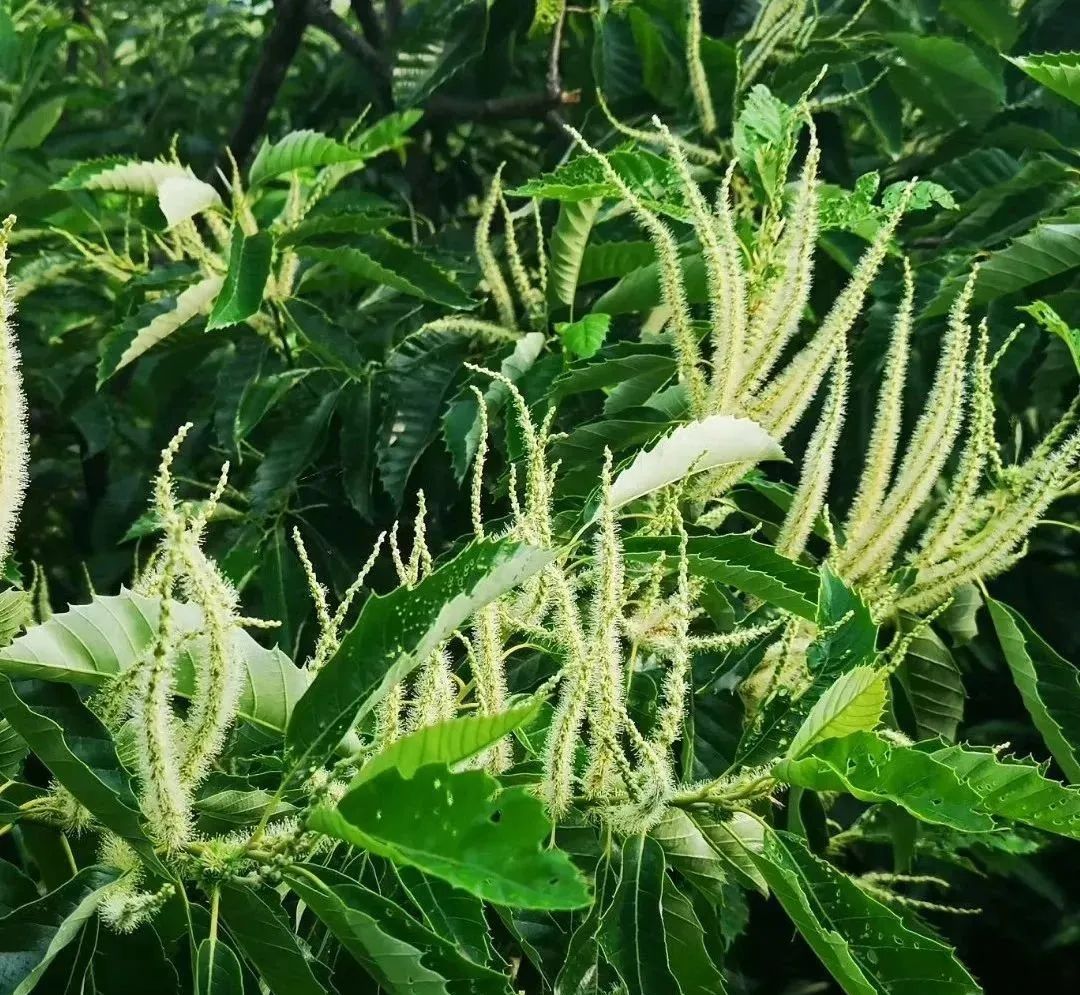 杏子熟了好吃又爽口,周末去近郊景盛源消暑摘杏