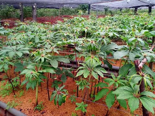 重楼中药材种植业前景分析,种重楼药材的前景如何