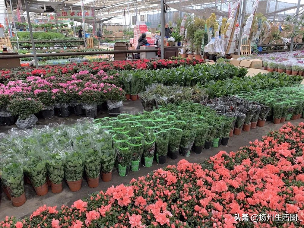 扬州花卉市场大全,扬州西区花卉市场