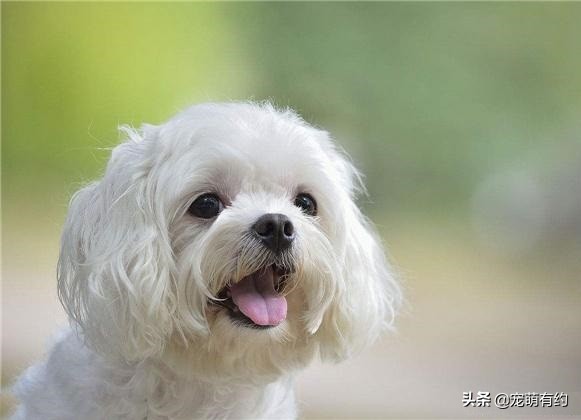 马尔济斯犬脸毛发红色,马尔济斯犬比熊犬