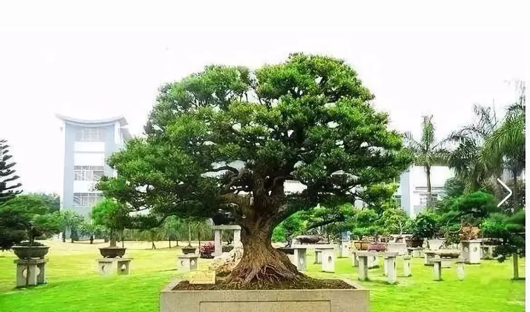 哪些名贵盆栽越养越有价值 (适合久养的珍稀盆栽)