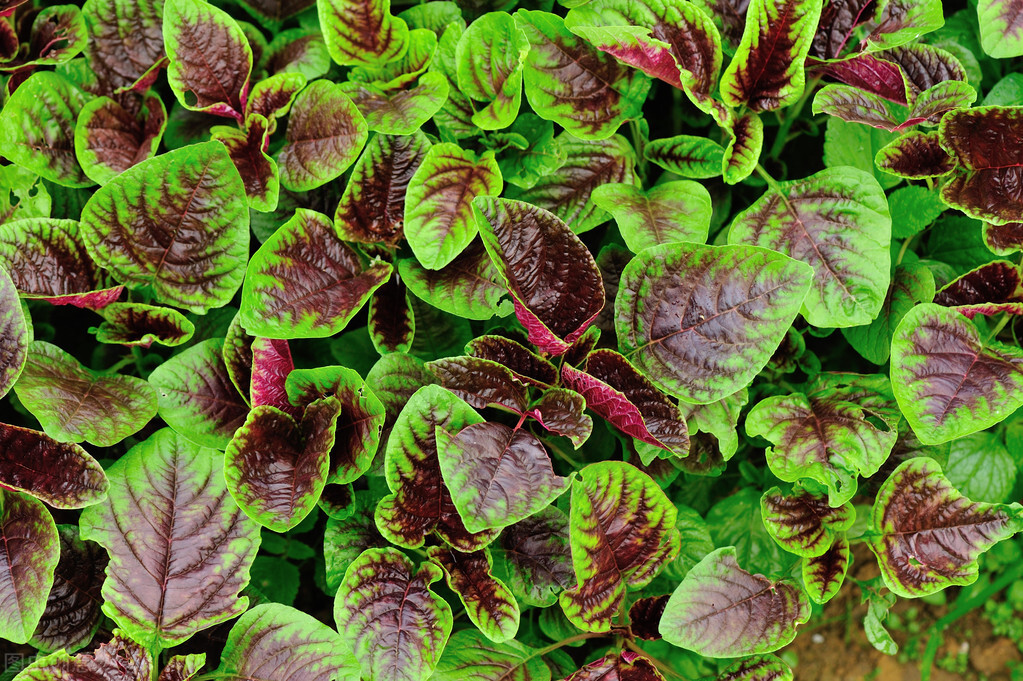 今天才真正了解苋菜,关于它的小知识您了解么?来,看这里