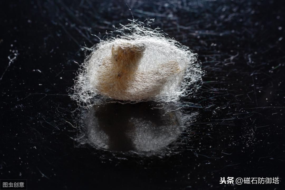 神奇的蚕宝宝的起源,神奇动物之布利多之谜