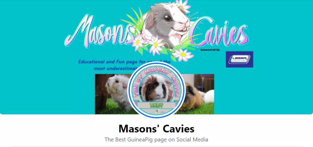 一群母豚鼠混入一只公豚鼠后：生几十只鼠崽，铲屎官年入几十万