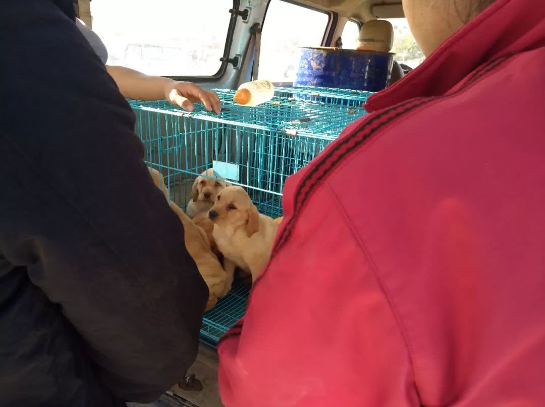 拉布拉多在狗市卖多少钱一只,狗市多少钱一只拉布拉多