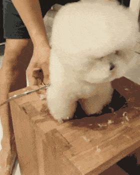 为什么都不建议养比熊狗,比熊不想养了怎么办