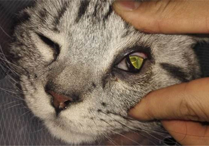 猫咪双眼皮,猫咪眼睑外翻手术有必要吗