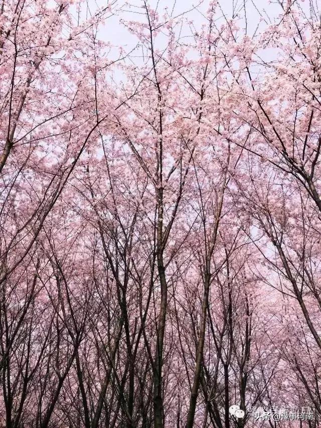 河南许昌樱花景点,许昌樱花最美的地方