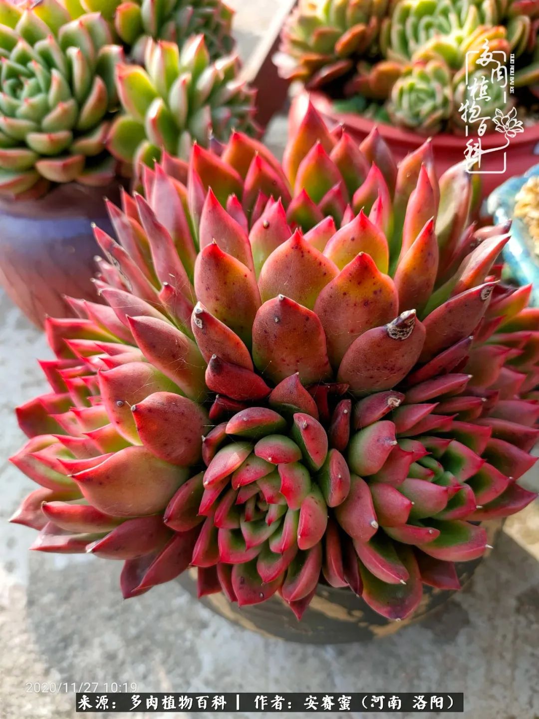 现在是多肉最美的季节,多肉最美的季节来啦