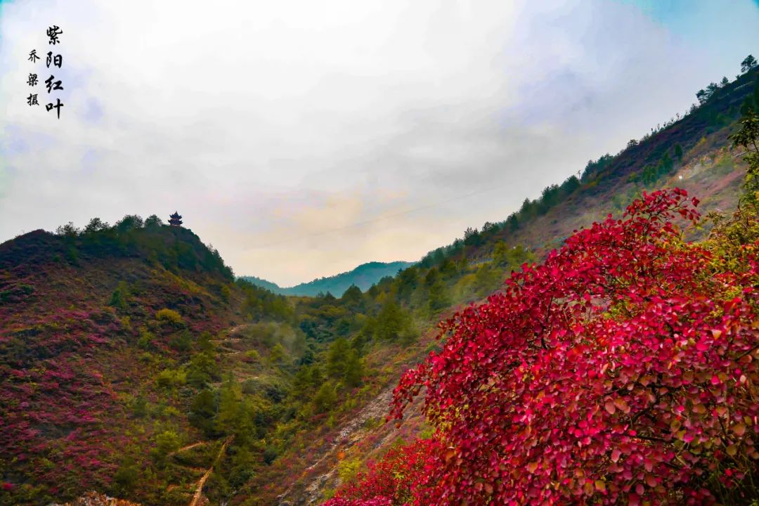 巫山红叶全攻略,巫山红叶2020