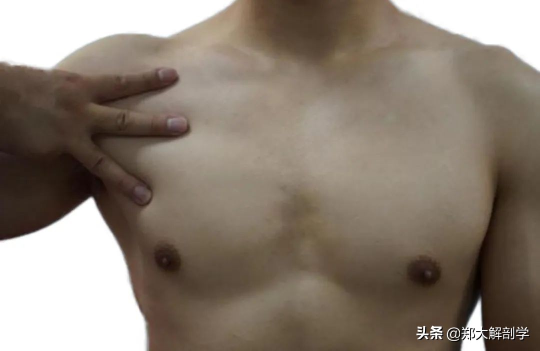 肩关节水平屈可以锻炼胸大肌吗,肩关节运动锻炼胸大肌