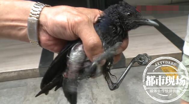 天花板上有哒哒的声音,天花板老是有噼哩叭啦的声音