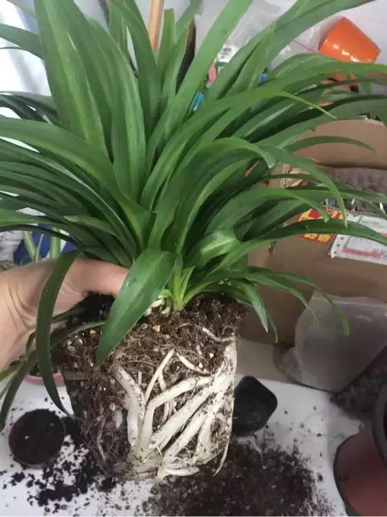 吊兰怎么养护会出枝条,吊兰长出很长的枝来怎么养护