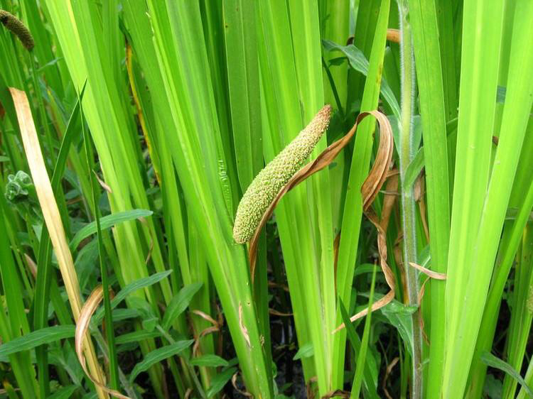 中草药白蘅,菖蒲草药