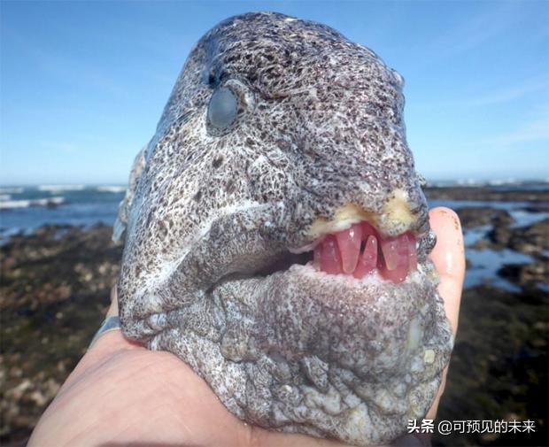 大自然的奇妙之处写话,大自然的奇妙之处作文350字