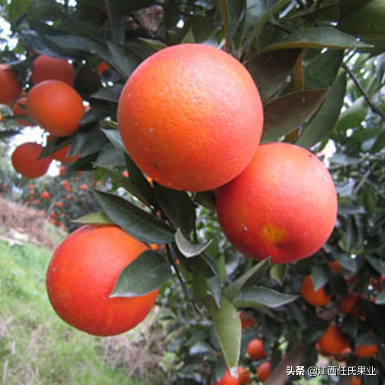 swisse胶原蛋白血橙怎么样,swisse胶原蛋白和血橙的区别