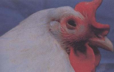 鸡肿头肿脸流鼻涕是什么病,鸡子眼肿了用什么药治