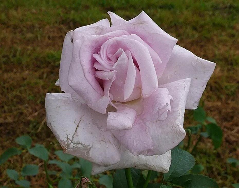 和平月季的价格,和平月季优缺点