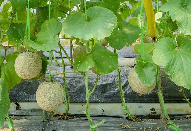 甜瓜好吃,什么甜瓜最好种植