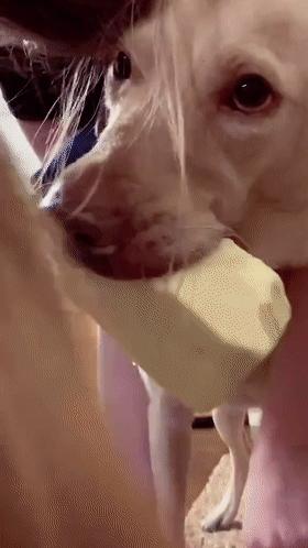 狗子不听话是你心太软,狗子不护主人