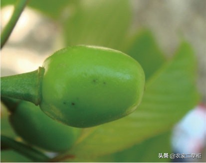 设施甜樱桃花期管理,樱桃种植技术及病虫害防治