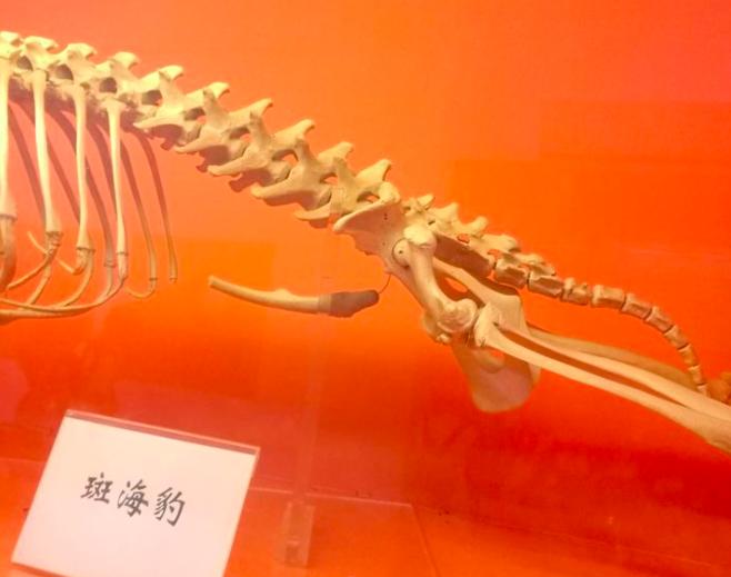 人类不可思议的冷知识,人类身上的有趣冷知识