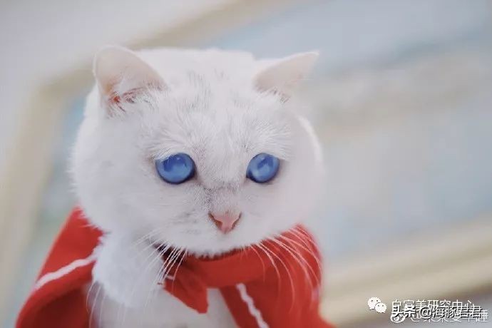 北京小公主靠吸猫血成百万大V,直播整容、大照骗、2年养死3只猫