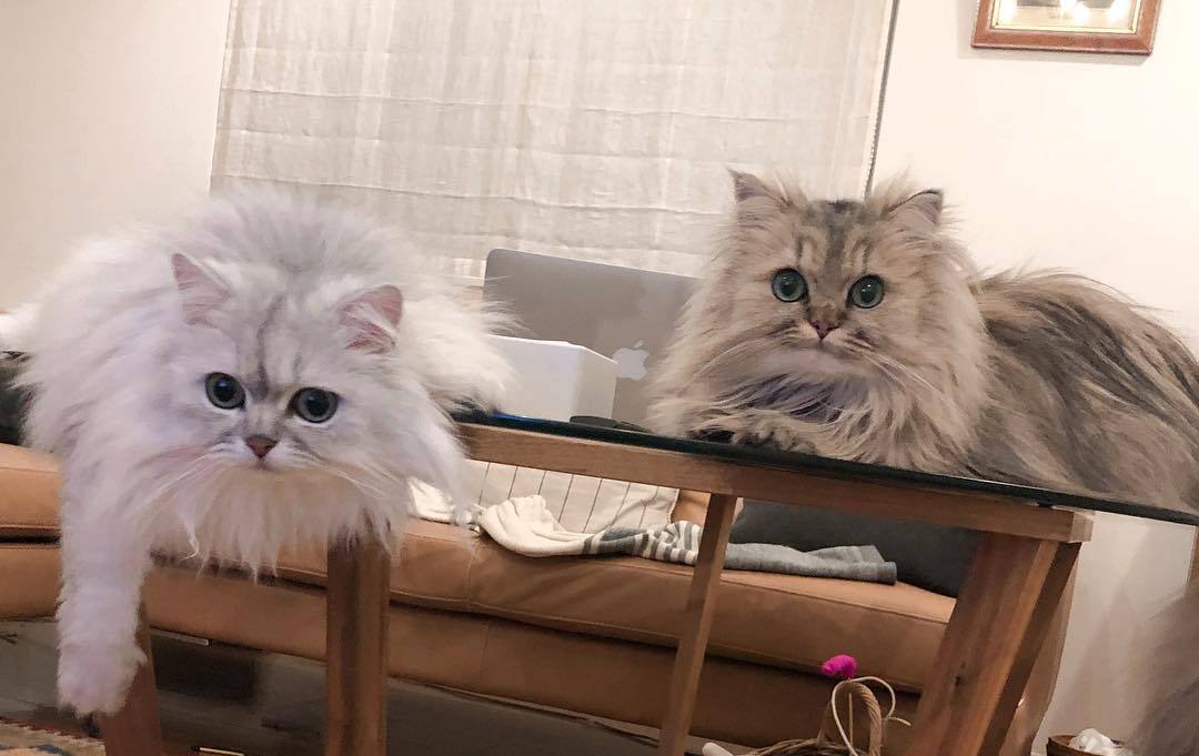 猫咪巨结肠是什么原因,猫咪巨结肠症的治疗与恢复