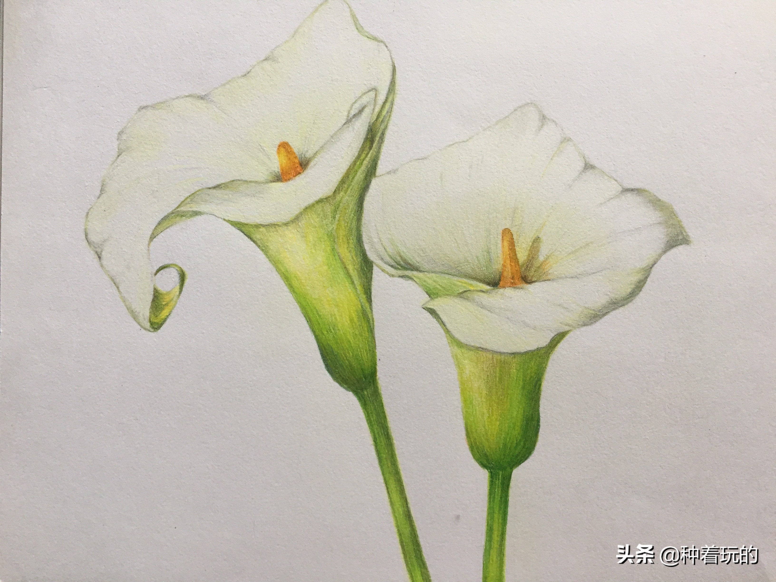 纯洁优雅的少女绽放的马蹄莲从天降落的圣光你心动了吗