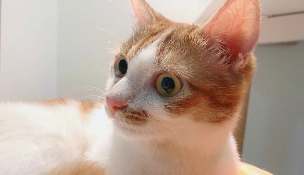 猫咪缺乏牛磺酸有什么表现,猫咪缺乏牛磺酸的表现