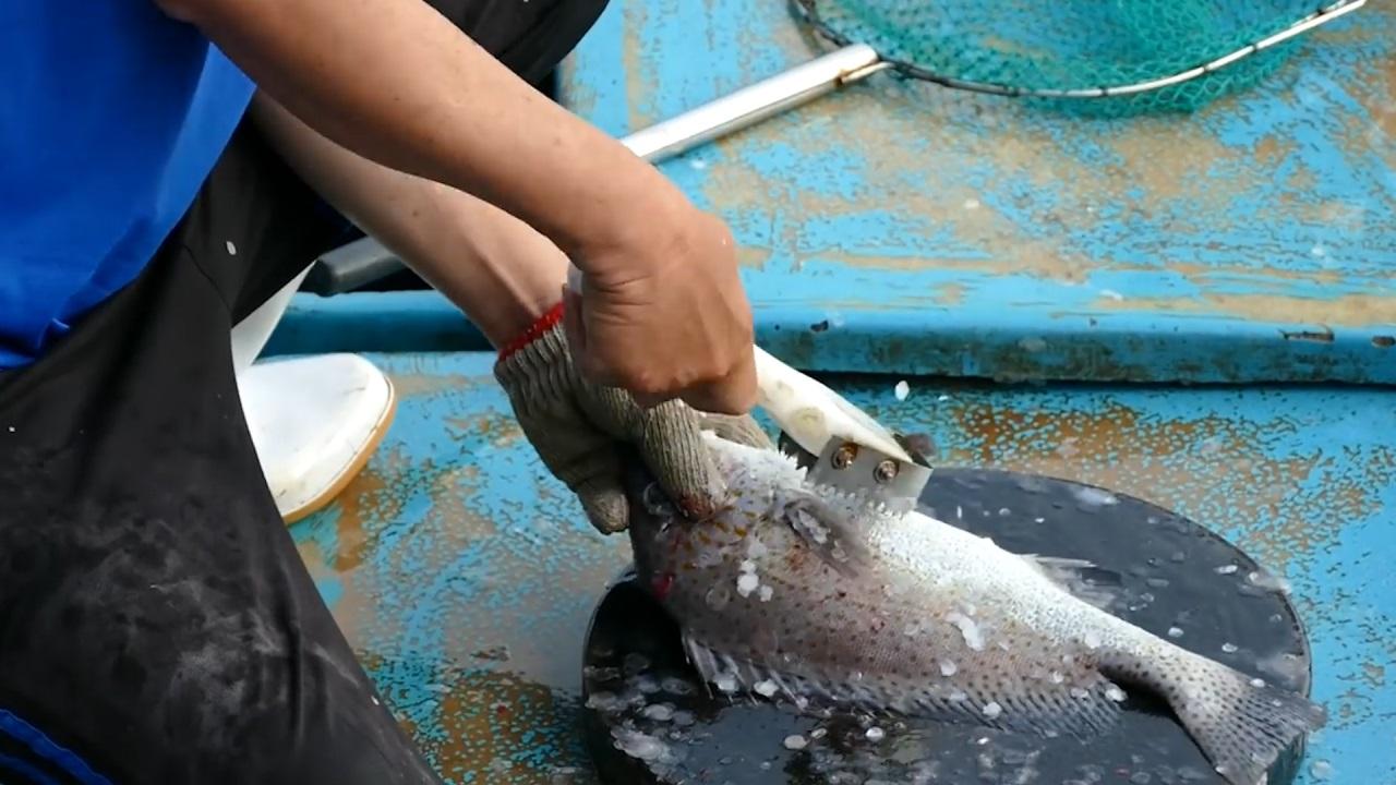 狗能吃含有牛磺酸的食物,狗吃猫粮会有什么后果