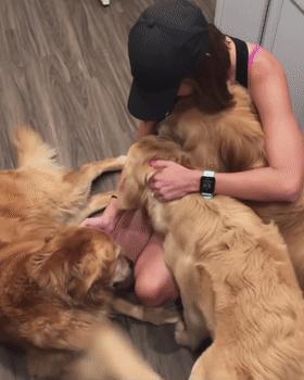 养什么狗好不爱叫,养什么狗不拆家不生病