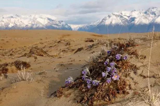 十种不易造假的玉石,十种不输翡翠的小众玉石