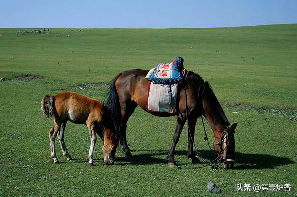 张承志采访黑骏马视频,张承志的黑骏马朗读