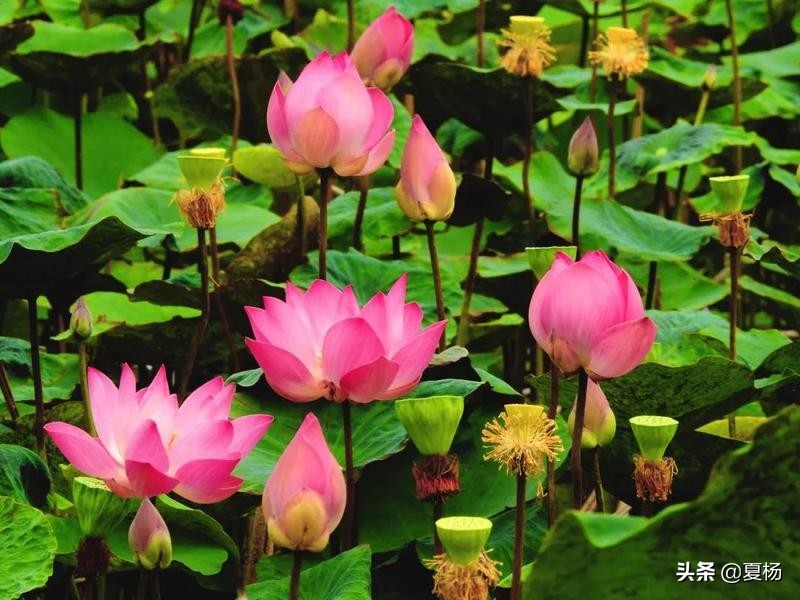 莲子埋入土里多久还可以发芽,莲子埋在泥里会发芽吗