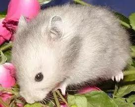 仓鼠的种类习性详细介绍,仓鼠有哪些亚种种类