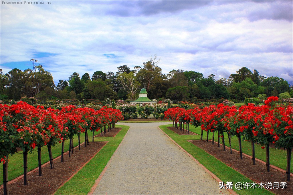 月季为什么黄叶带斑,月季浇水过多黄叶如何挽救