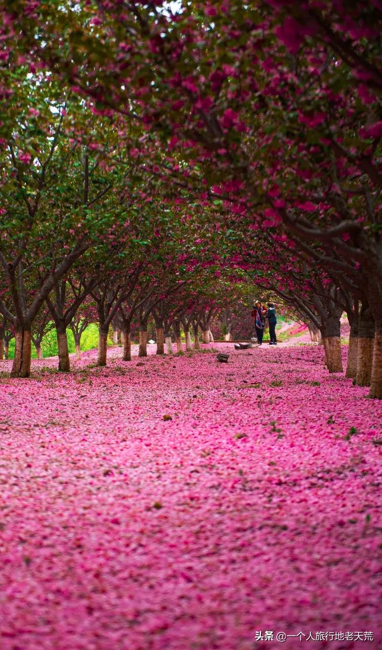 北方这座海滨老城，樱花不输日本，浪漫更胜巴黎