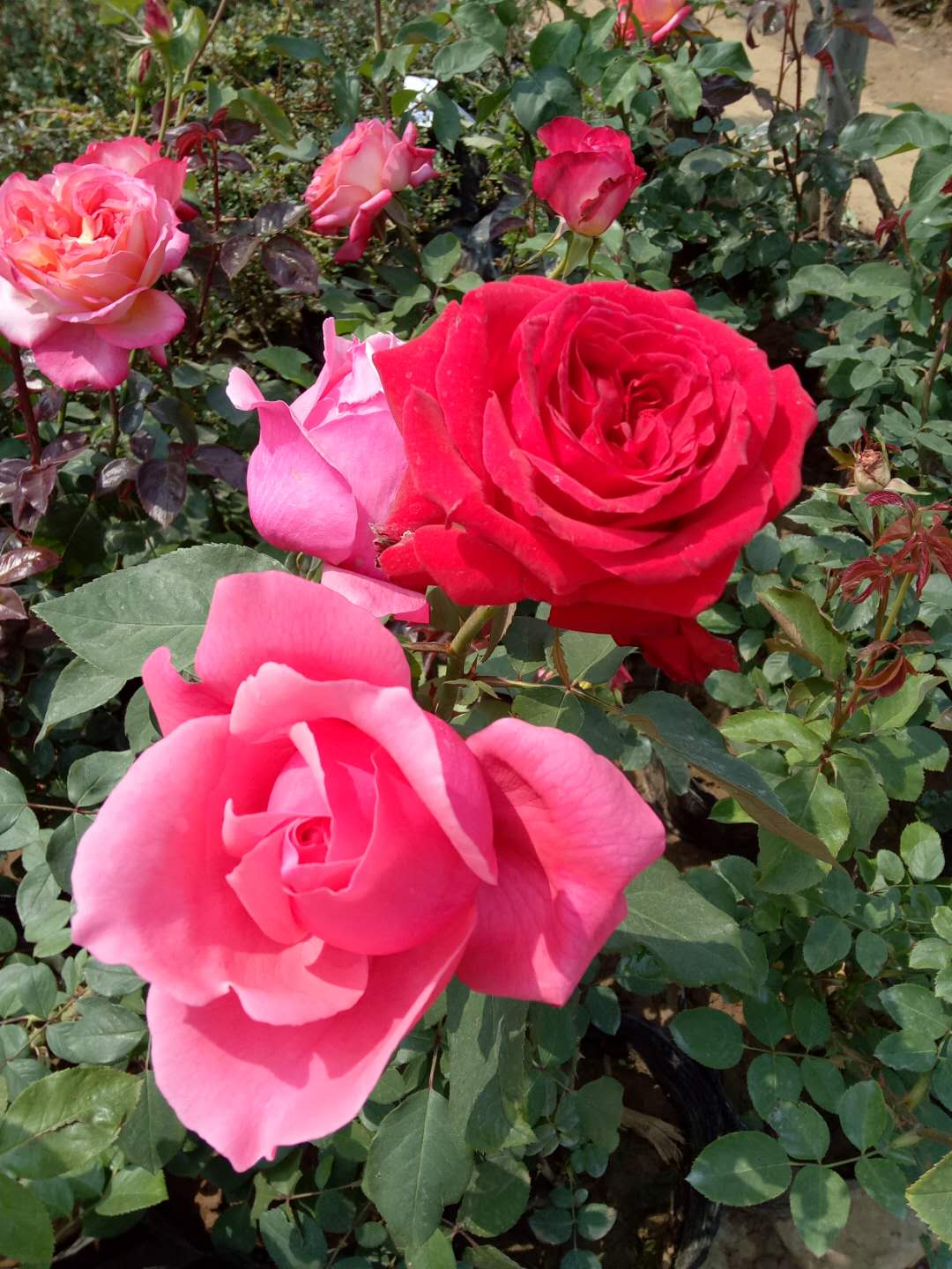 国月和欧月,国月欧月