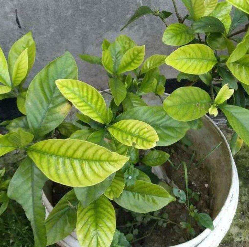 栀子花黄叶的几种原因和图片分享,栀子花各种黄叶原因及图解图片