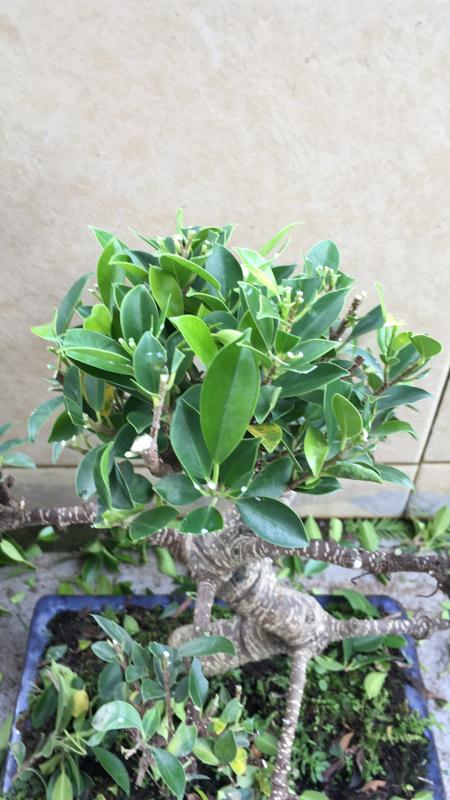 新手也能学会的修剪盆景技巧,枸杞盆景修剪技巧图解