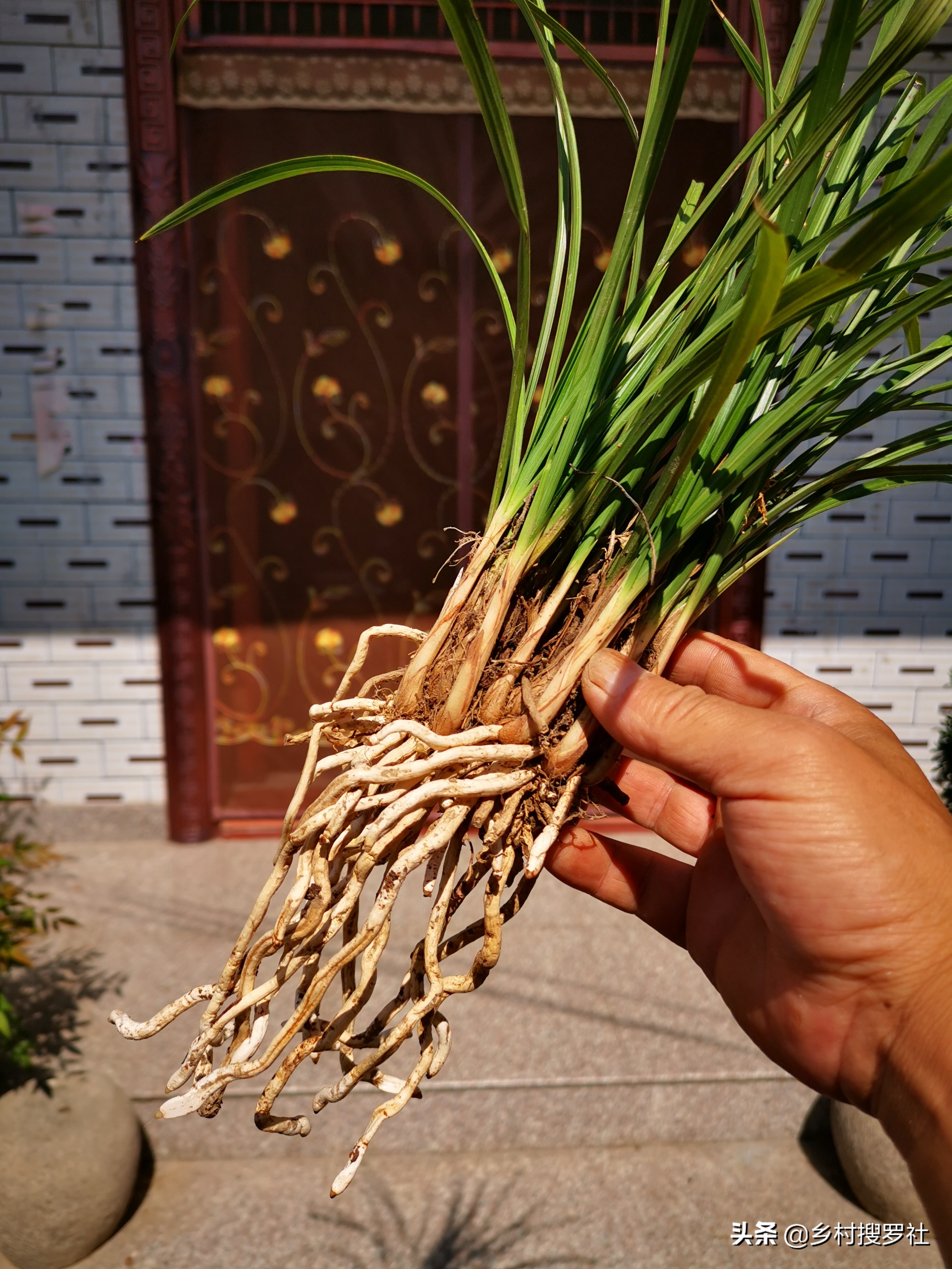 兰花要用什么肥成活率最高,兰花什么时候种植成活率高