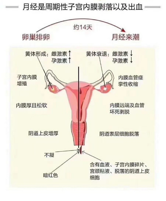 怎么判断霉菌性阴道炎好了,霉菌性阴道炎治好了不再复发